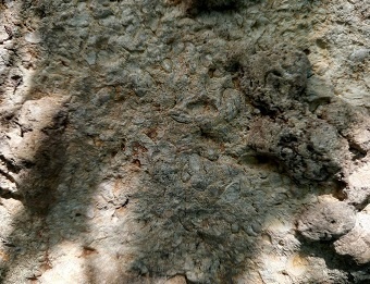 Поверхность камня.  Фото автора