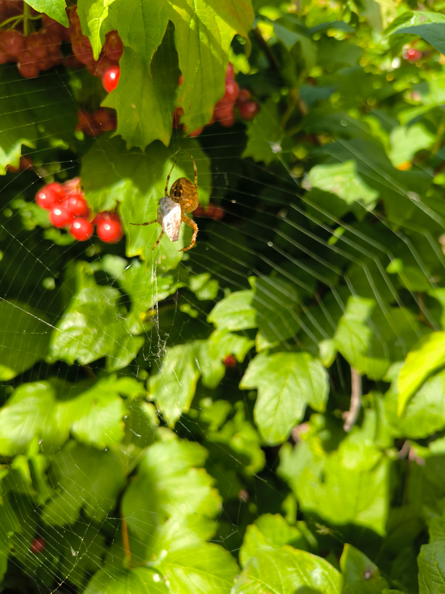 Паук с добычей