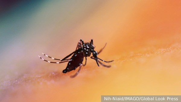     Фото: Nih-Niaid/IMAGO/Global Look Press   
 Текст: Евгения Караваева