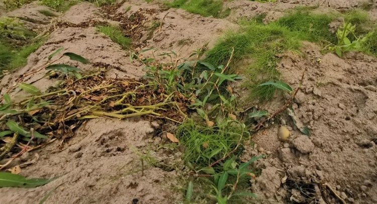 Обработка почвы от фитофторы и чем ее удобрить против этой напасти, а еще о сидерате и горчичном порошке