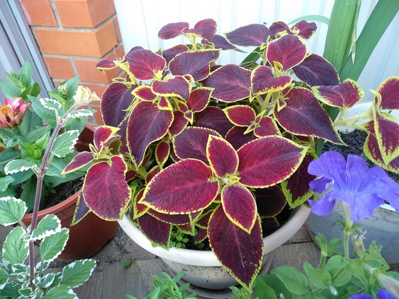 Колеус «Визард Алый» уже с шармом и смотрится на контрасте с другими цветами