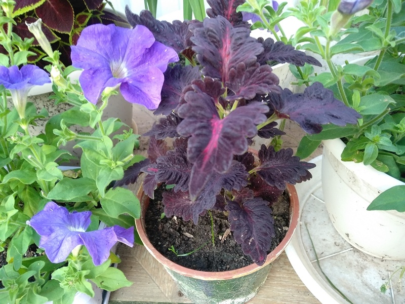 Колеус «Блюме бархат ночи» растёт вверх. Надо формировать