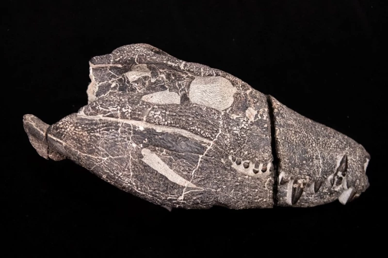 Череп и челюсть Kostensuchus atrox. Габриэль Диас Янтен.