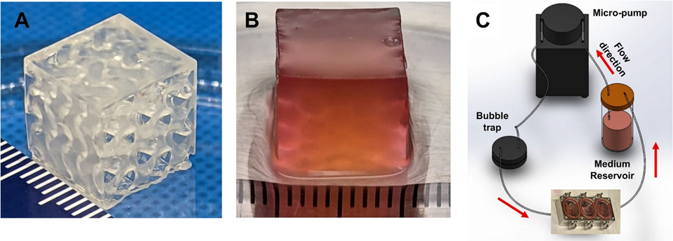 Аппаратура для эксперимента MVP Cell-07: а) биопечатная васкуляризированная конструкция с гироидной структурой, состоящей из взаимосвязанных каналов; б) биопечатная конструкция их ткани человека, изготовленная на биопринтере; в)  проточная камера с тканевой конструкцией, подключенная к системе перфузии. Фото: NASA