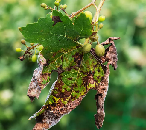 Ложная мучнистая роса на винограде. Фото из открытых источников