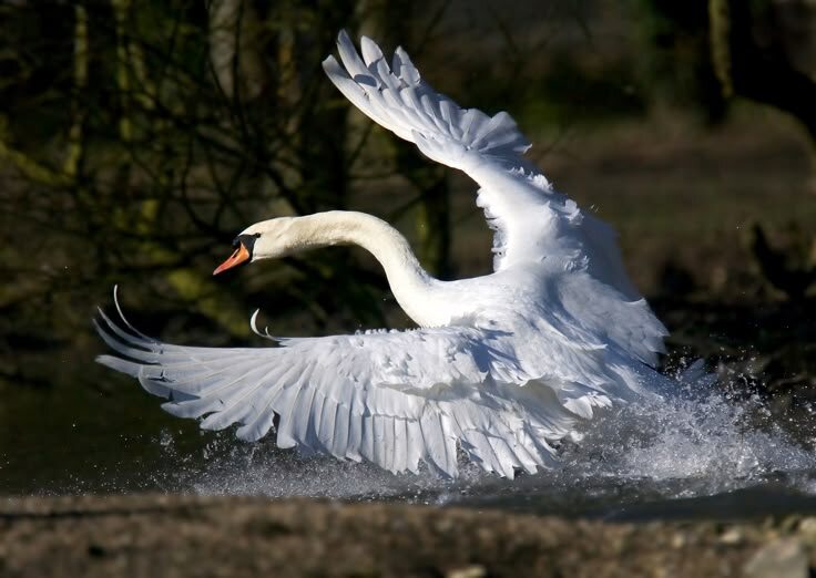 Фото из интернета