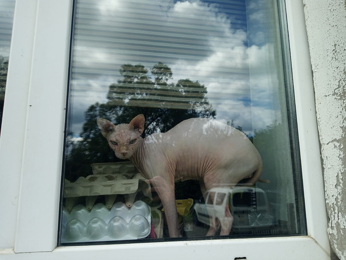 Нечасто вижу сфинксов в близи, вот даже сфоткала.