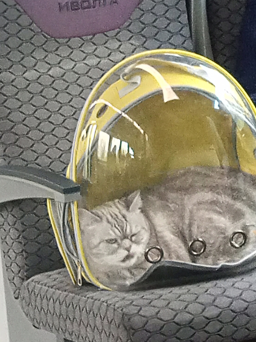 Прикольная переноска