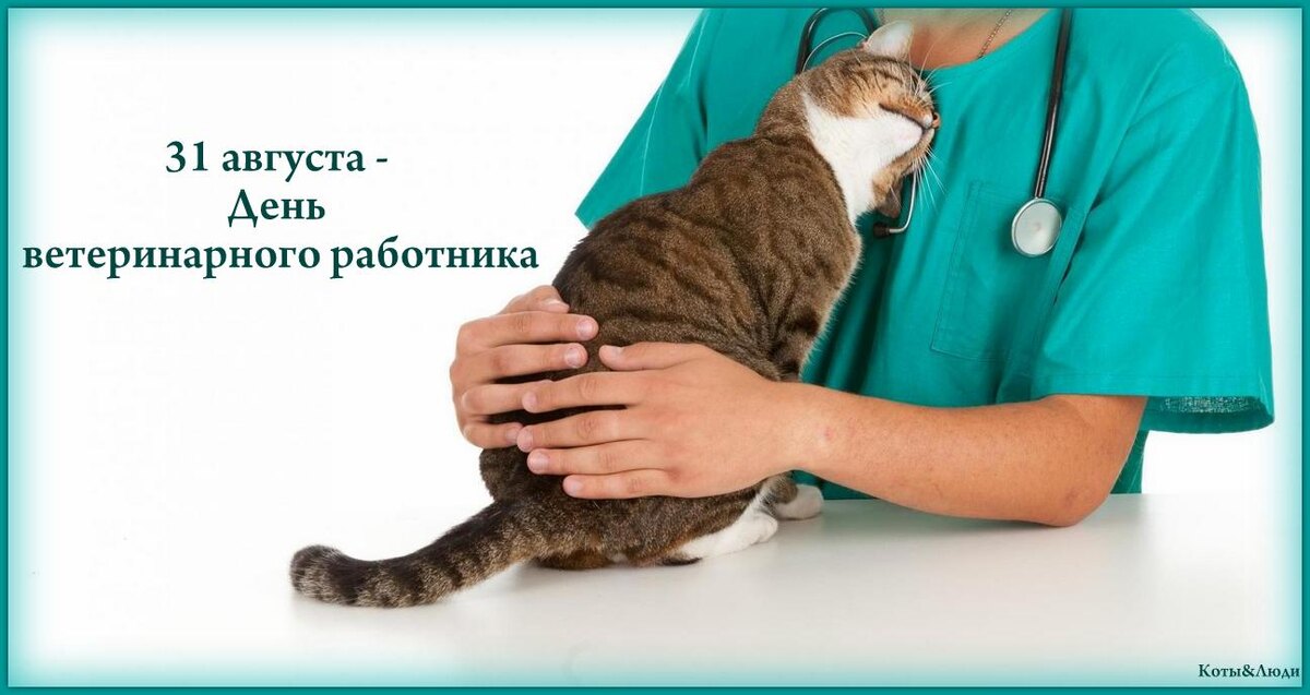 Коллаж автора. Использовано фото: https://centrvotvete.ru/services/vakcina-animal/vakcina-cat/