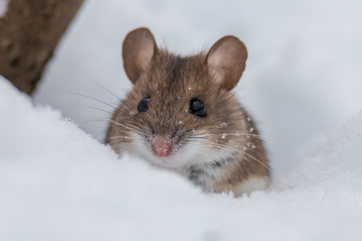 полевая мышь