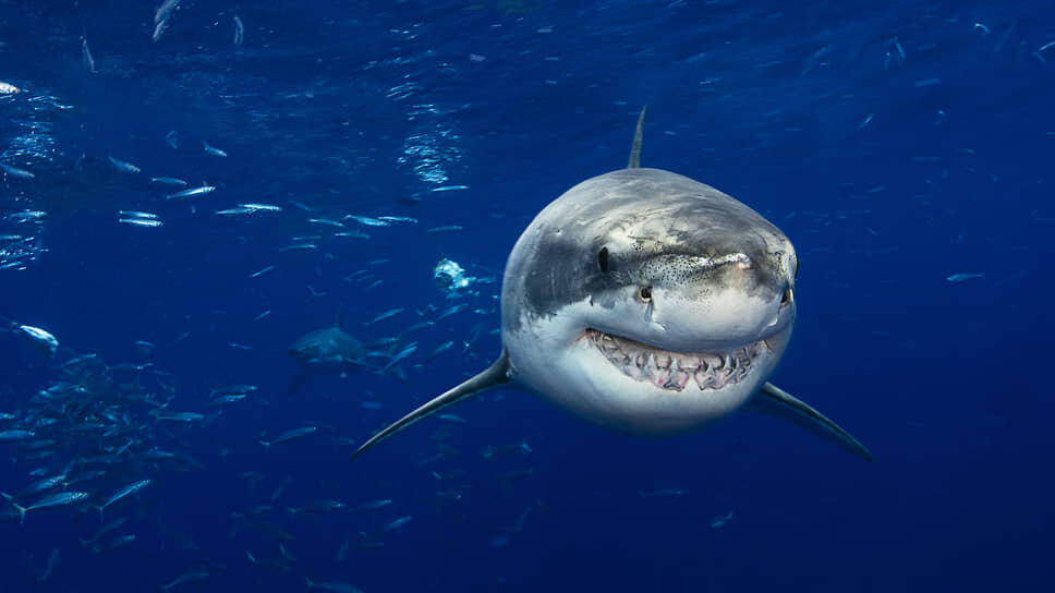 Большая белая акула у острова Гваделупе, Мексика.📷Фото: Dave Fleetham / Design Pics Editorial / Universal Images Group / Getty Images