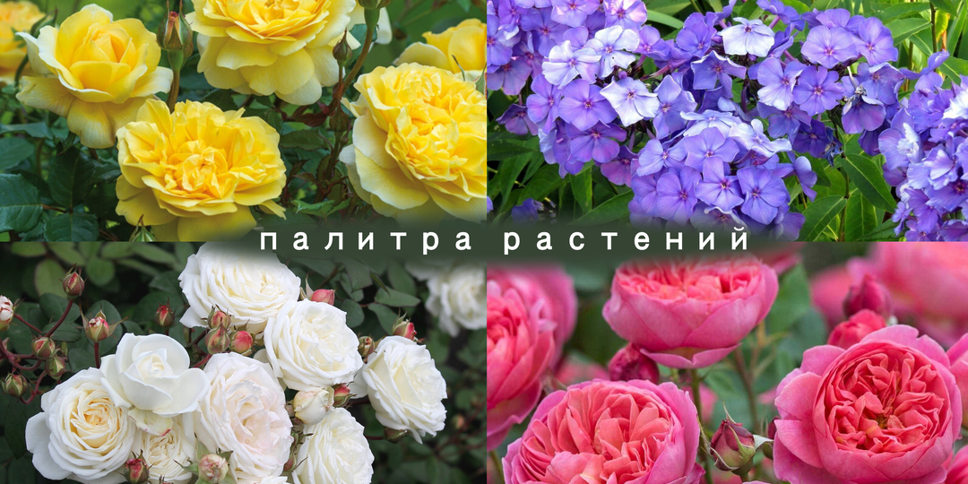 🎨💐Цветовая терапия в саду: как растениями создать настроение и повлиять на самочувствие🌺❣️