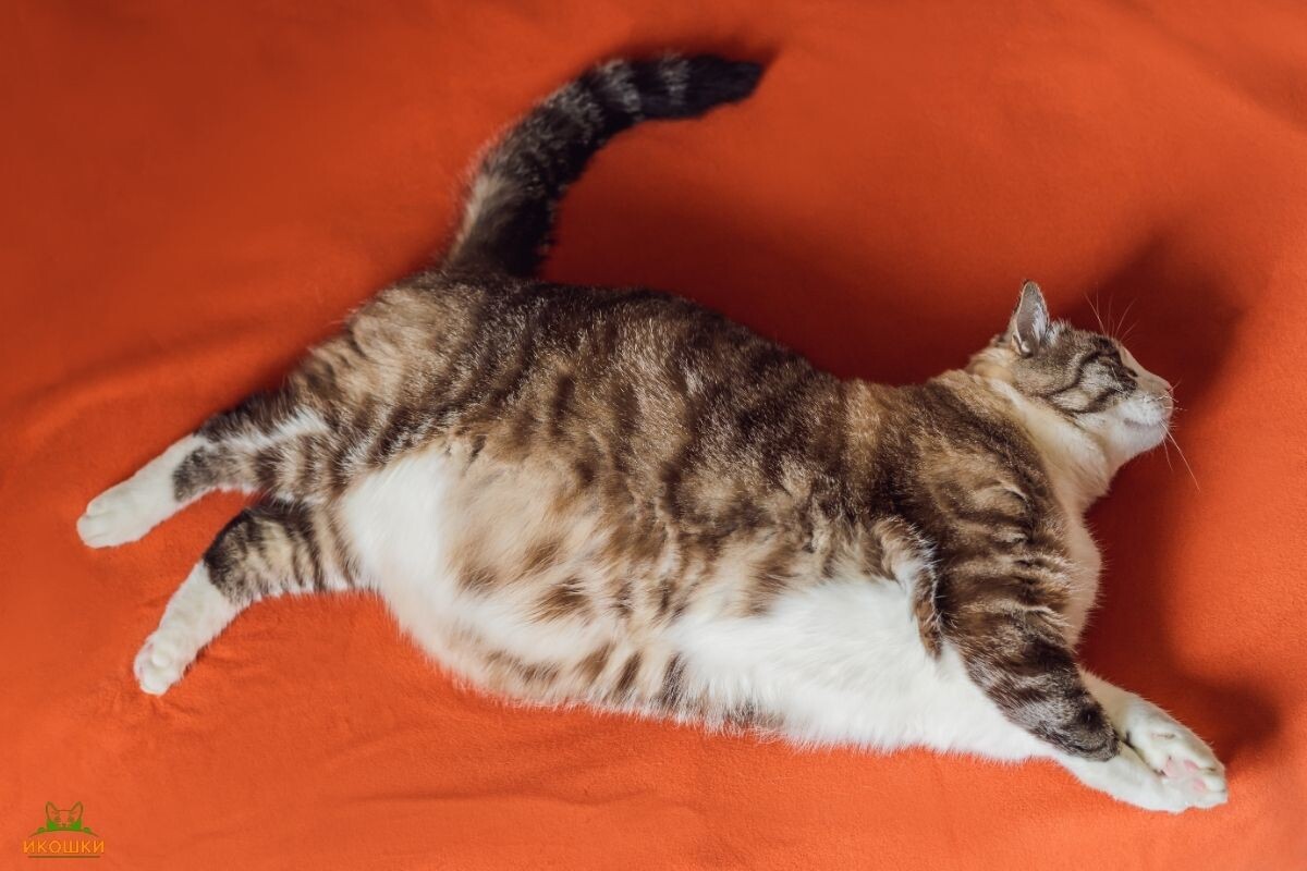 Кошка, страдающая ожирением