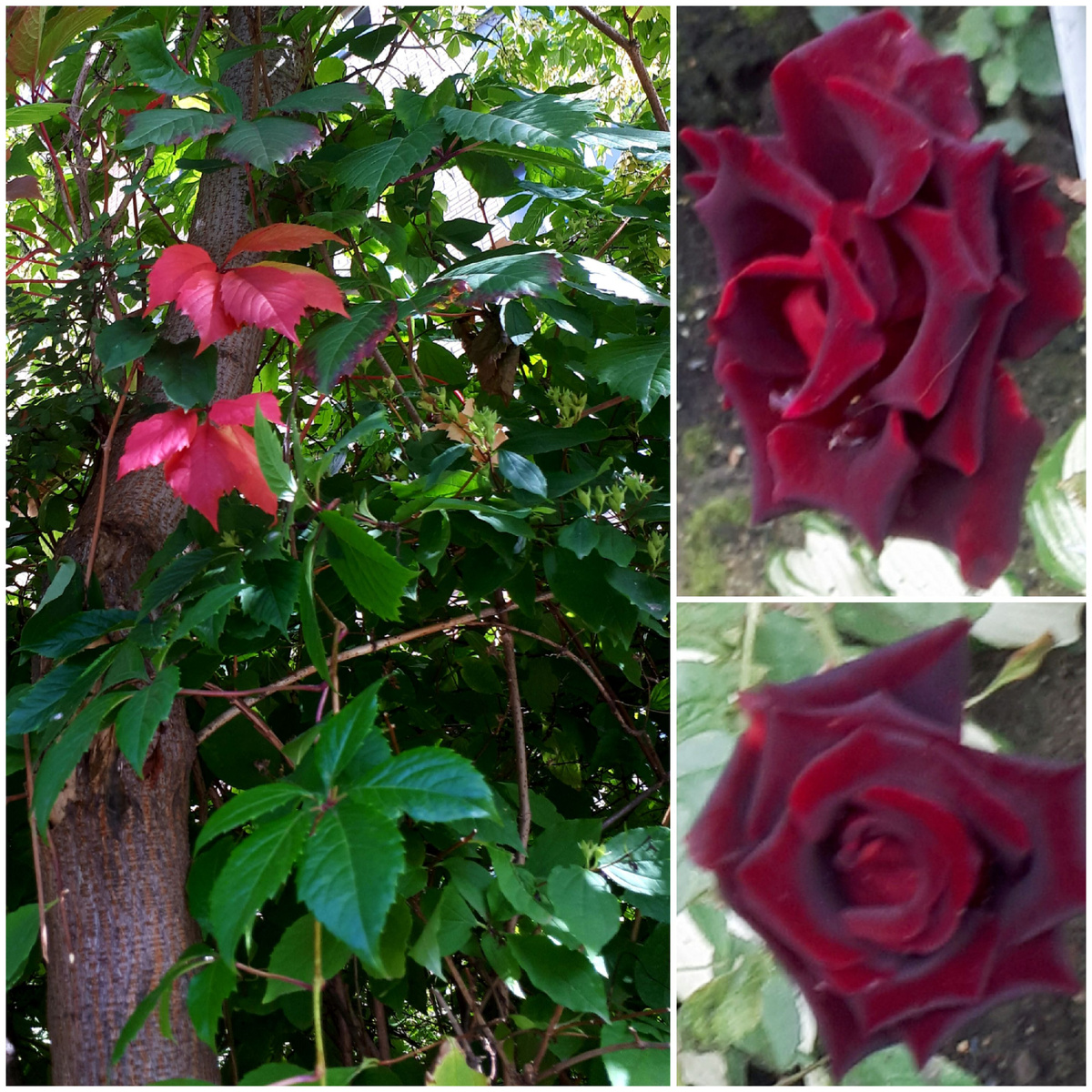 Коллаж автора 30.08.2025г.