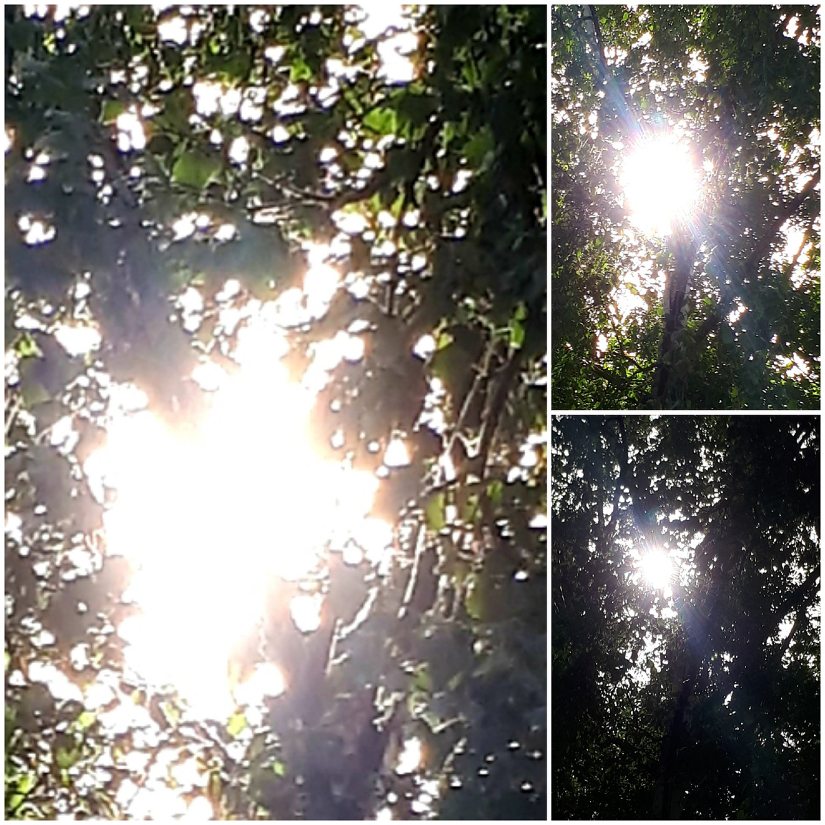 Коллаж автора 30.08.2025г.