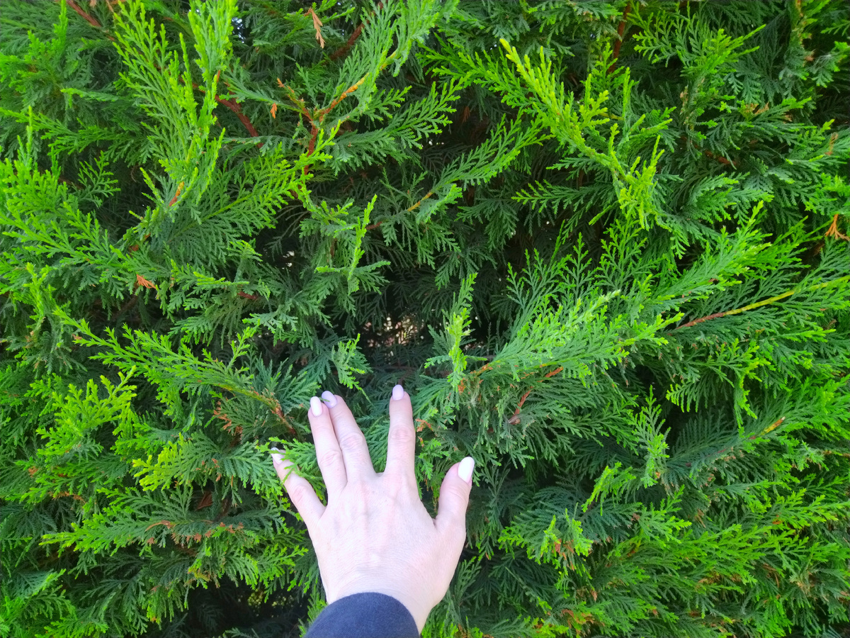 Отрастают новые иголочки 