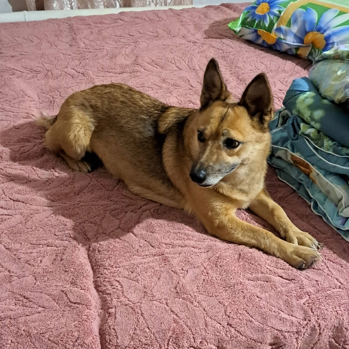 Найда, пока еще в поисках семьи