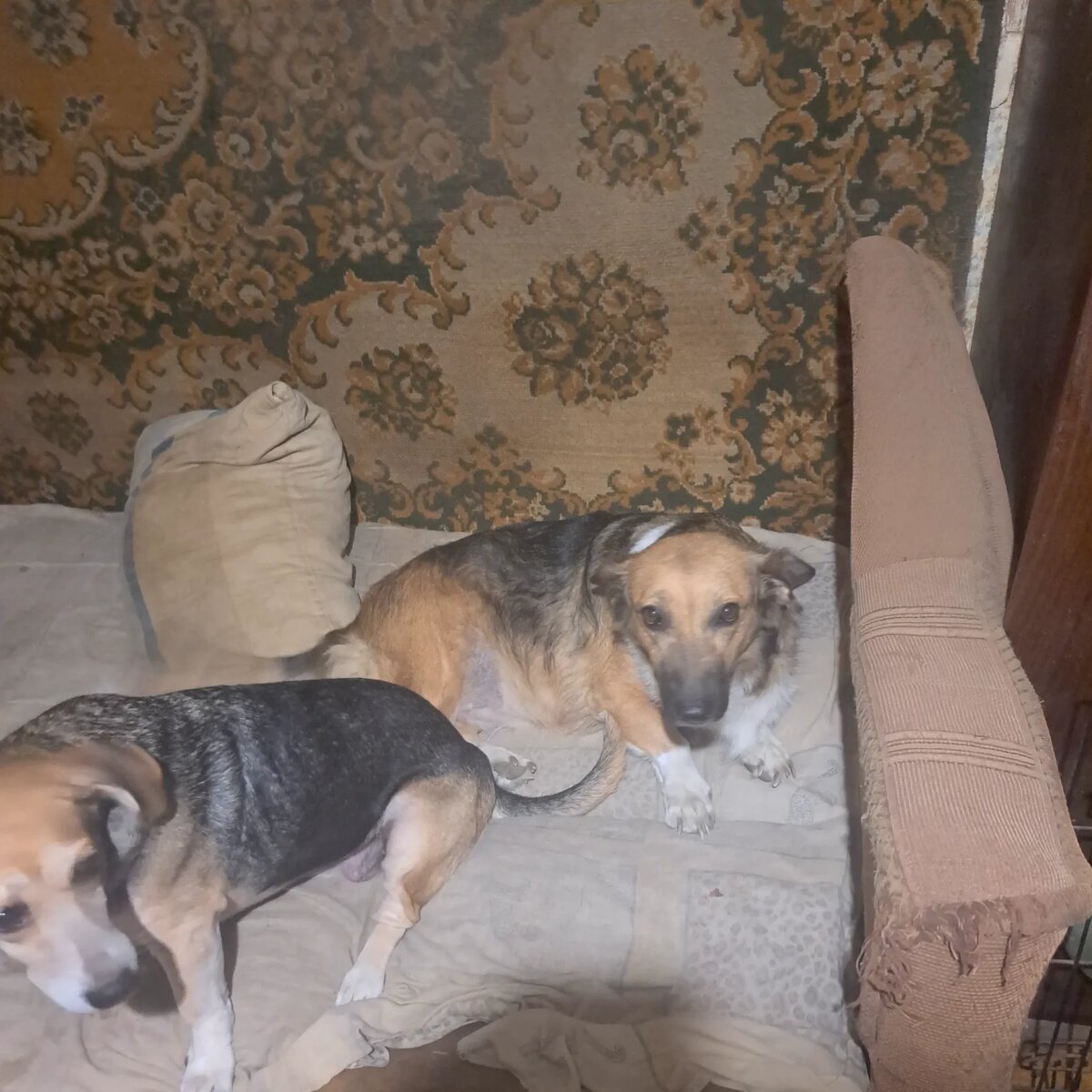 Мейбл и Вишня. Первая 7 лет в приюте, вторая 12... Уже не пристроить. И таких большинство.