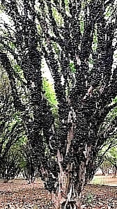 Эта Мирциария растёт на плантации. 