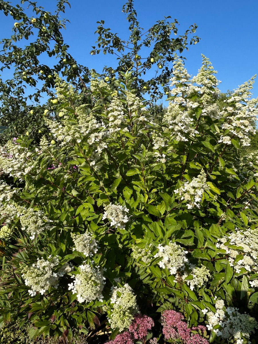 Предполагаемая Тардива. Фото Мой второй сад