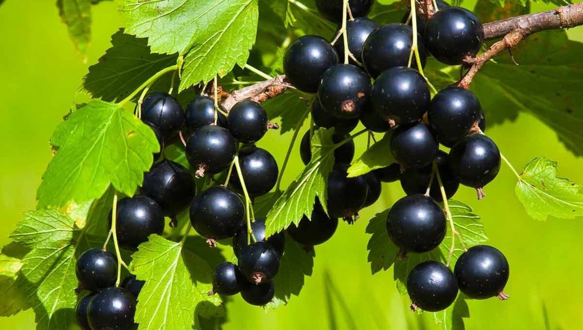 Черная смородина
