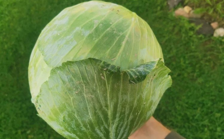    Фото: Лукьянов Дмитрий, AgroXXI.ru