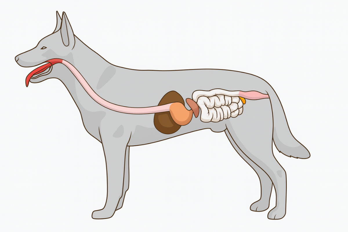 Система пищеварения собаки