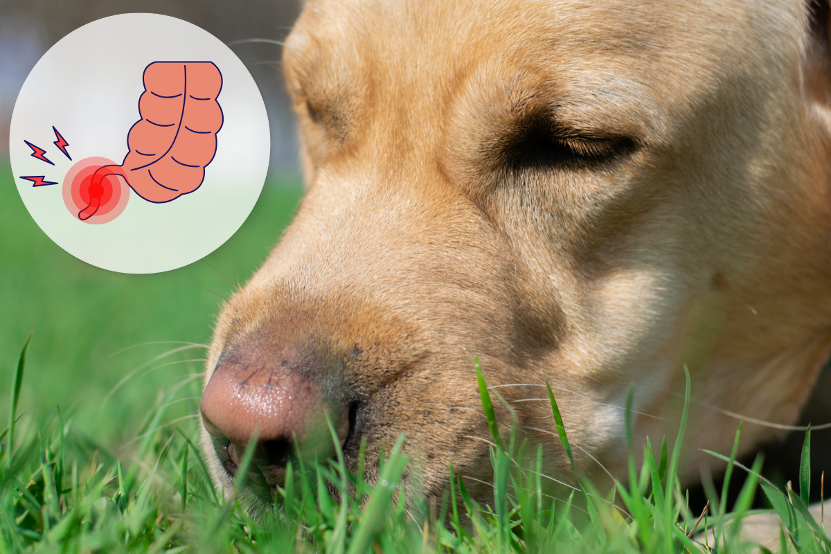 Бывает ли у собак аппендицит