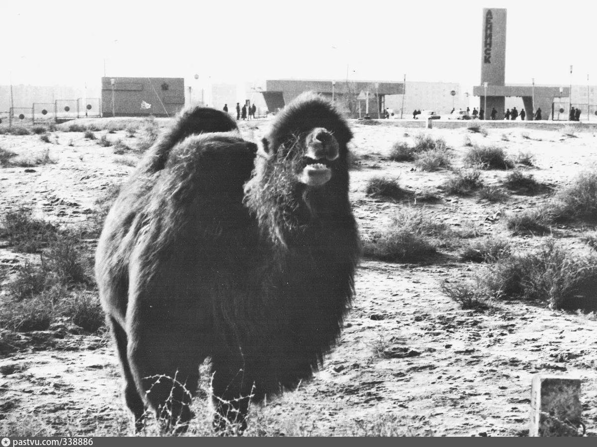 Гуляющий верблюд около станции Тюра Там, Байконур г. Ленинск
