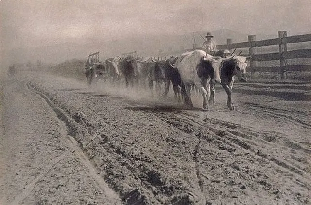Перегонка скота, фотография Джеймса С. Стенинга, около 1903–1910 гг.