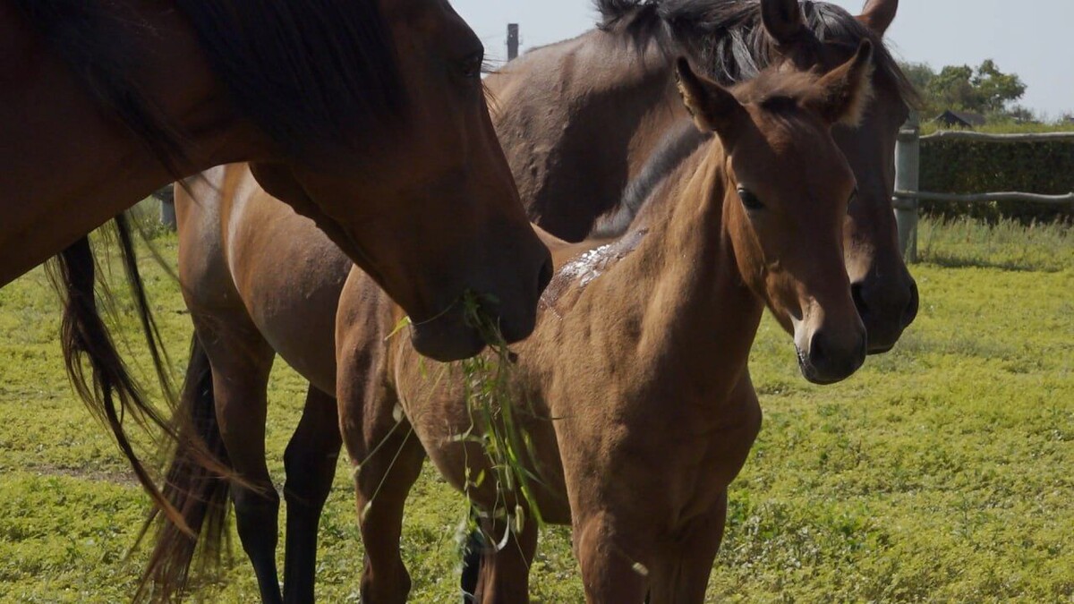    Фото: ТРК «Таврия»