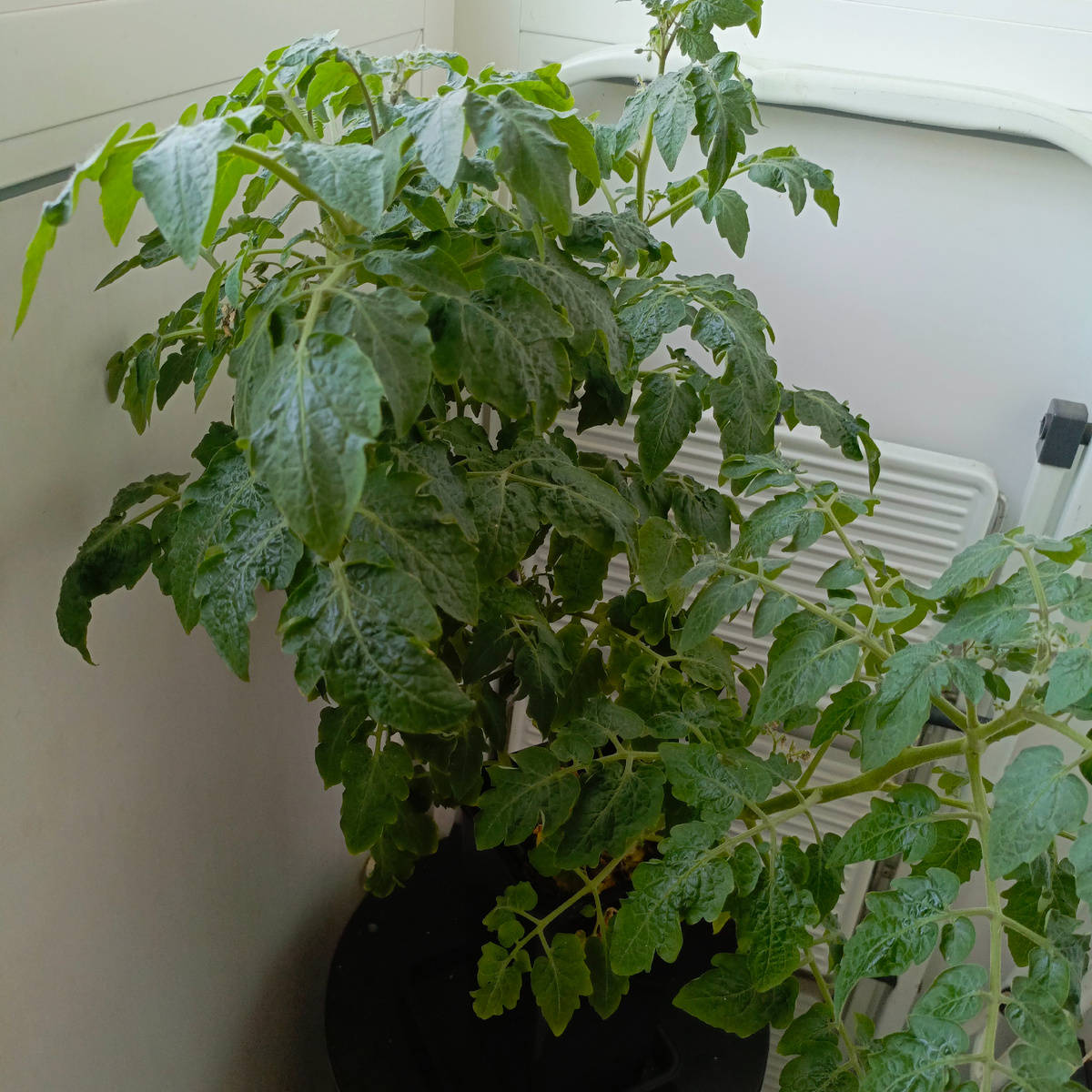 Вилма ушла в 2 ствола, хотя формирование не должно требоваться