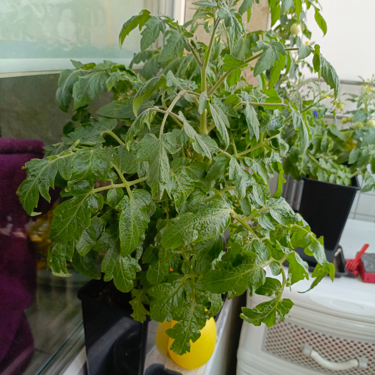 Уже отцвел, отплодоносил.