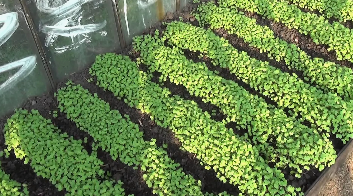 Грядка в теплице, засеянная горчицей. 