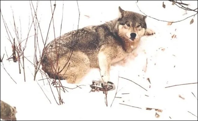 Фото из Яндекса