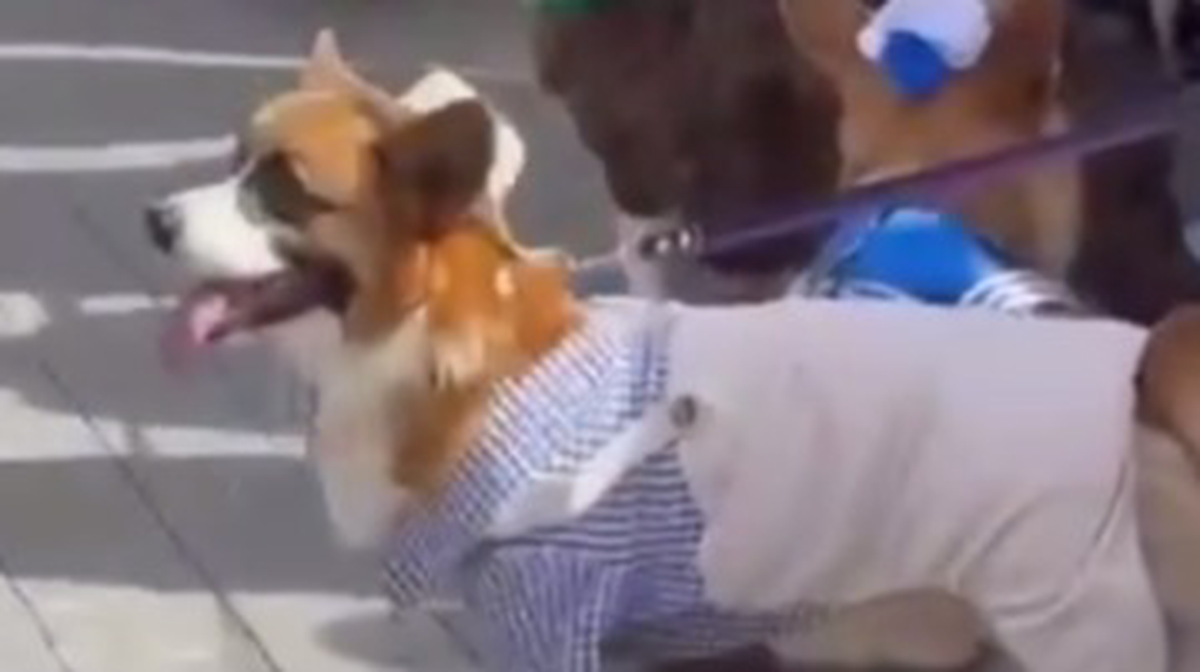    Фото: Скриншот видео / Сегодня в тренде / Telegram