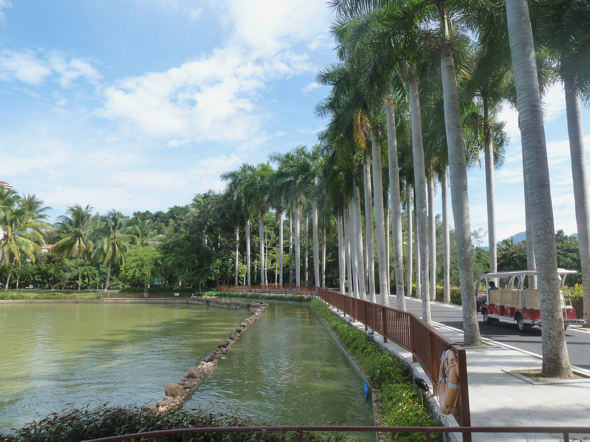 Плантации кофе расположены в основном в южной части острова, например, они есть в Ботаническом саду «Синлун», где можно попробовать фирменный напиток. Фото: STW932 / Wikimedia