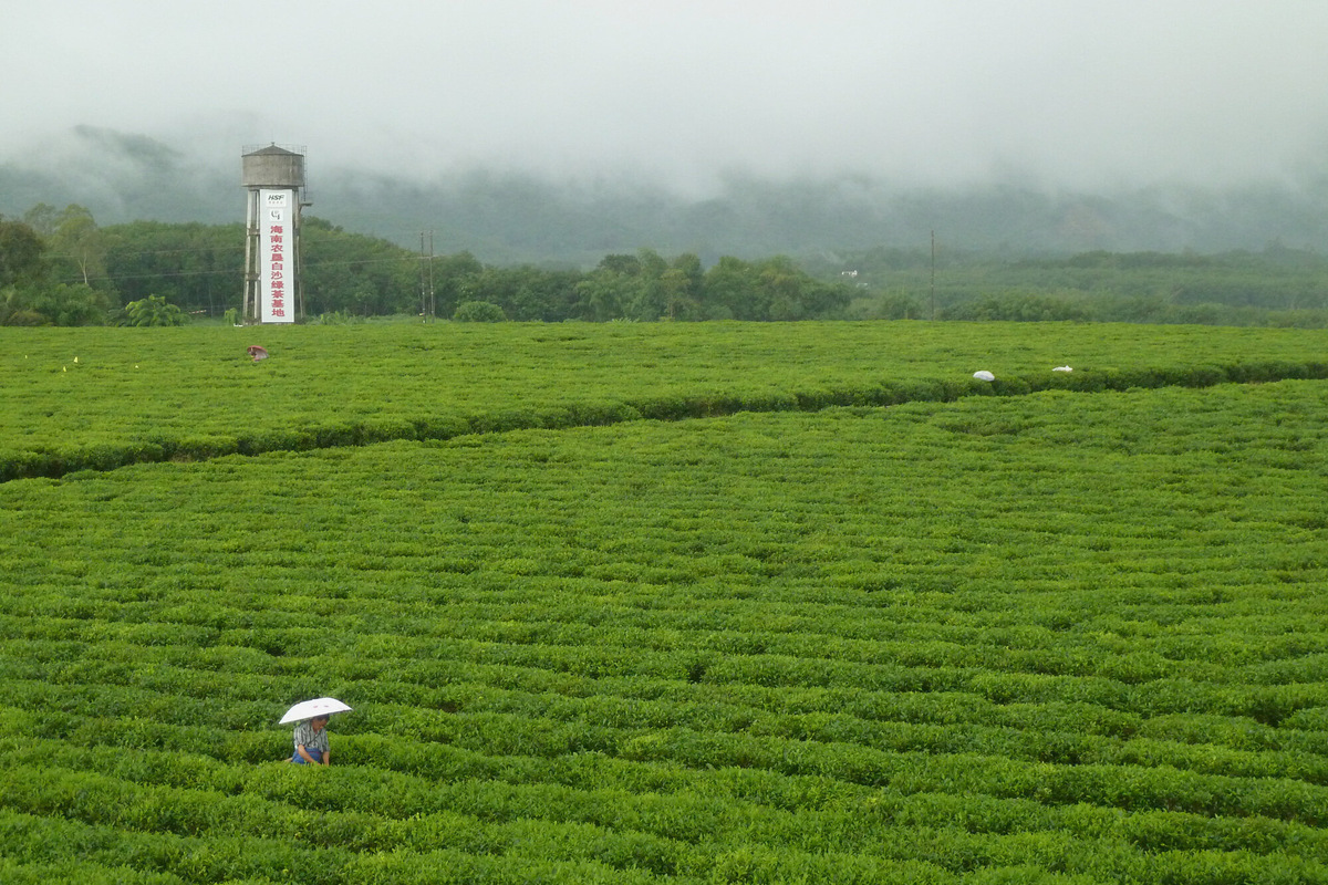 Чайные плантации на Хайнане находятся в глубине острова, в его горных районах, например, в городе Учжишань. Фото: STW932 / Wikimedia