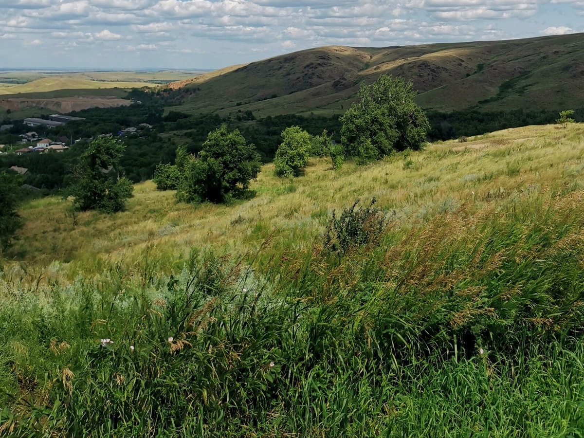 Из-за сильных ветров в Магнитогорске мало высоких деревьев. Местные садоводы советовались с Иваном Мичуриным, чтобы найти устойчивые к климату сорта