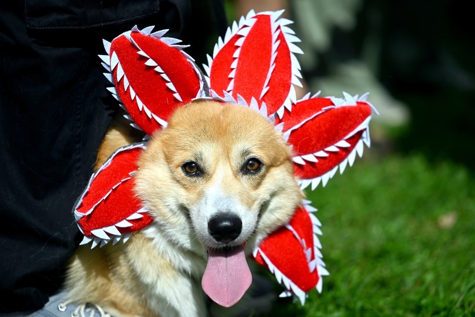    Первый в истории ВДНХ парад королевских корги состоялся 30 августа Евгения ГУСЕВА