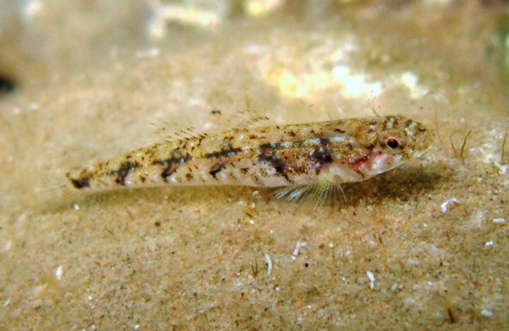 Лысун Бата.