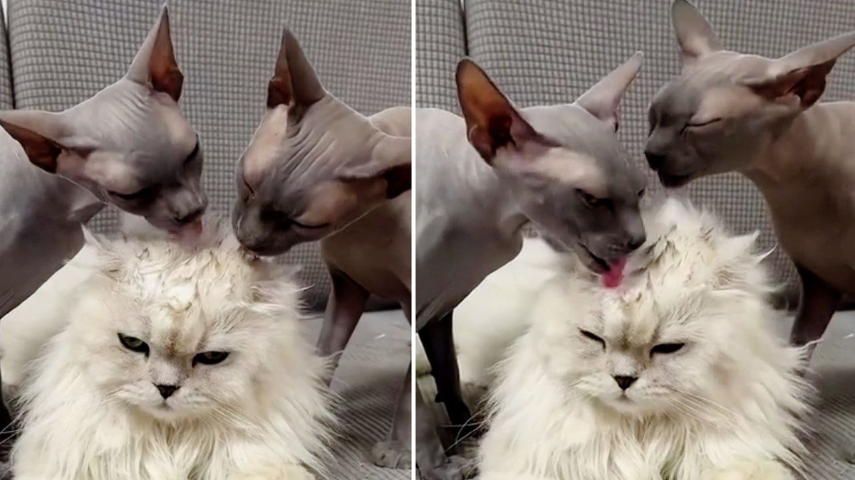 Когда кот в доме хозяин, у него есть много обслуги... в том числе подрастающие коты-стажеры