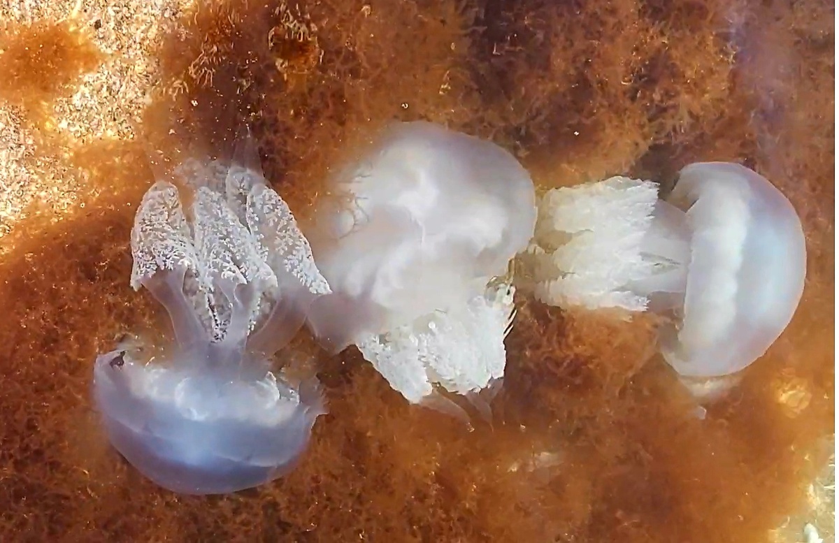 Корнеротики. Фото автора. 