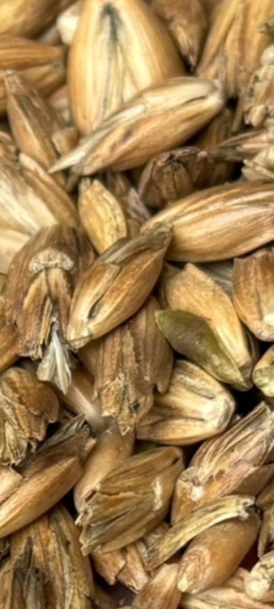 стельпа - зерновая культура из рода пшеницы