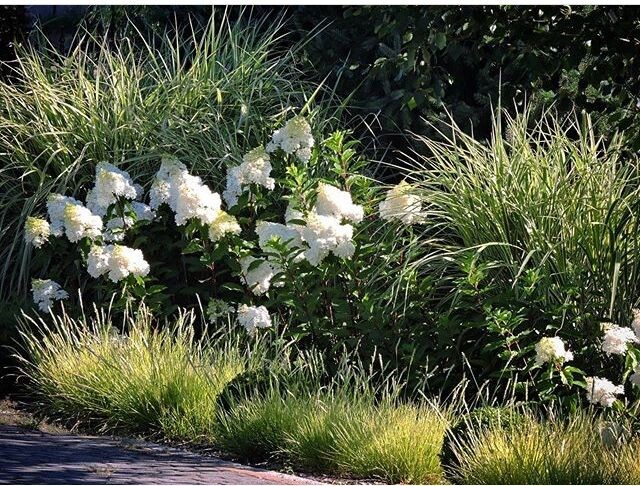 Гортензия метельчатая "Ванилла Фрайз", сеслерия осенняя, мискантус китайский