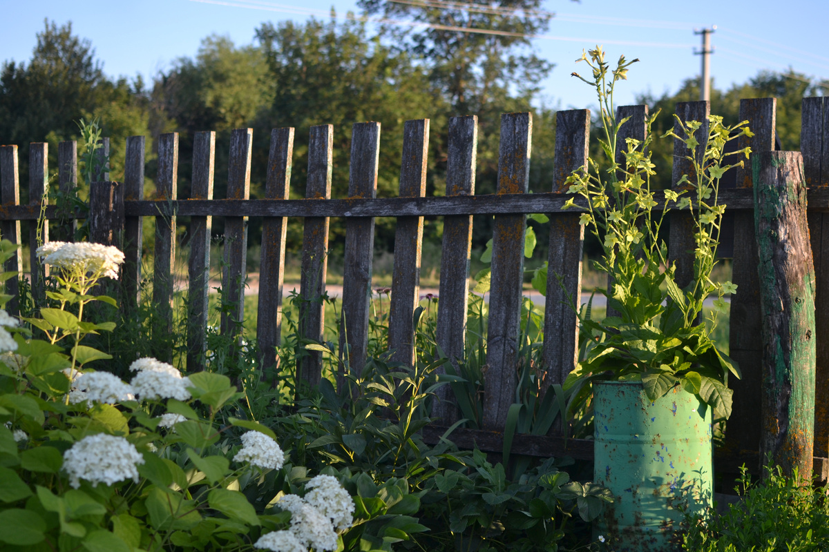 Соседкин дворик и табак от меня