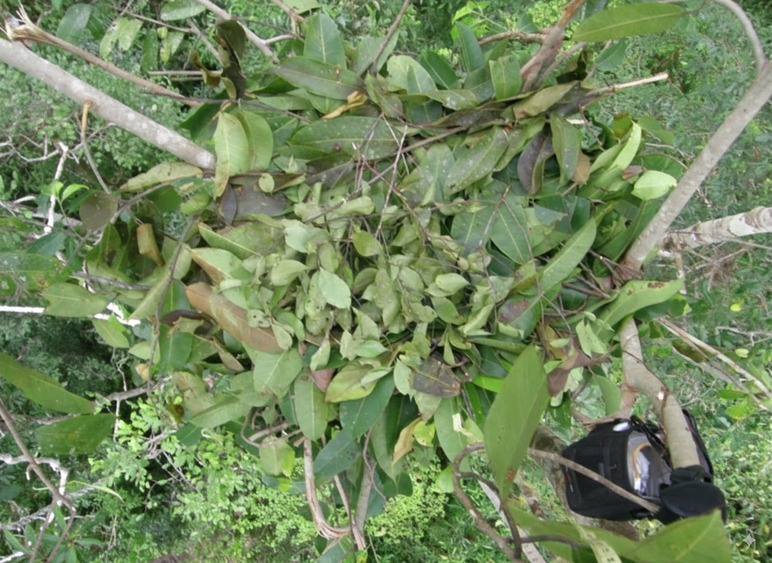     Фото: Nature/Junaidi Jaka Permana Прочная основа из ветвей с толстым слоем свежих листьев, подушка из Y-образных веточек и «одеяло» из коротких листовых веточек внутри недавно построенного древесного гнезда