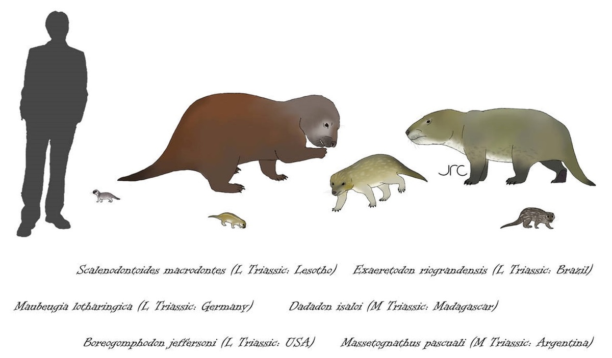 Траверсодонтиды по сравнению с человеком.
