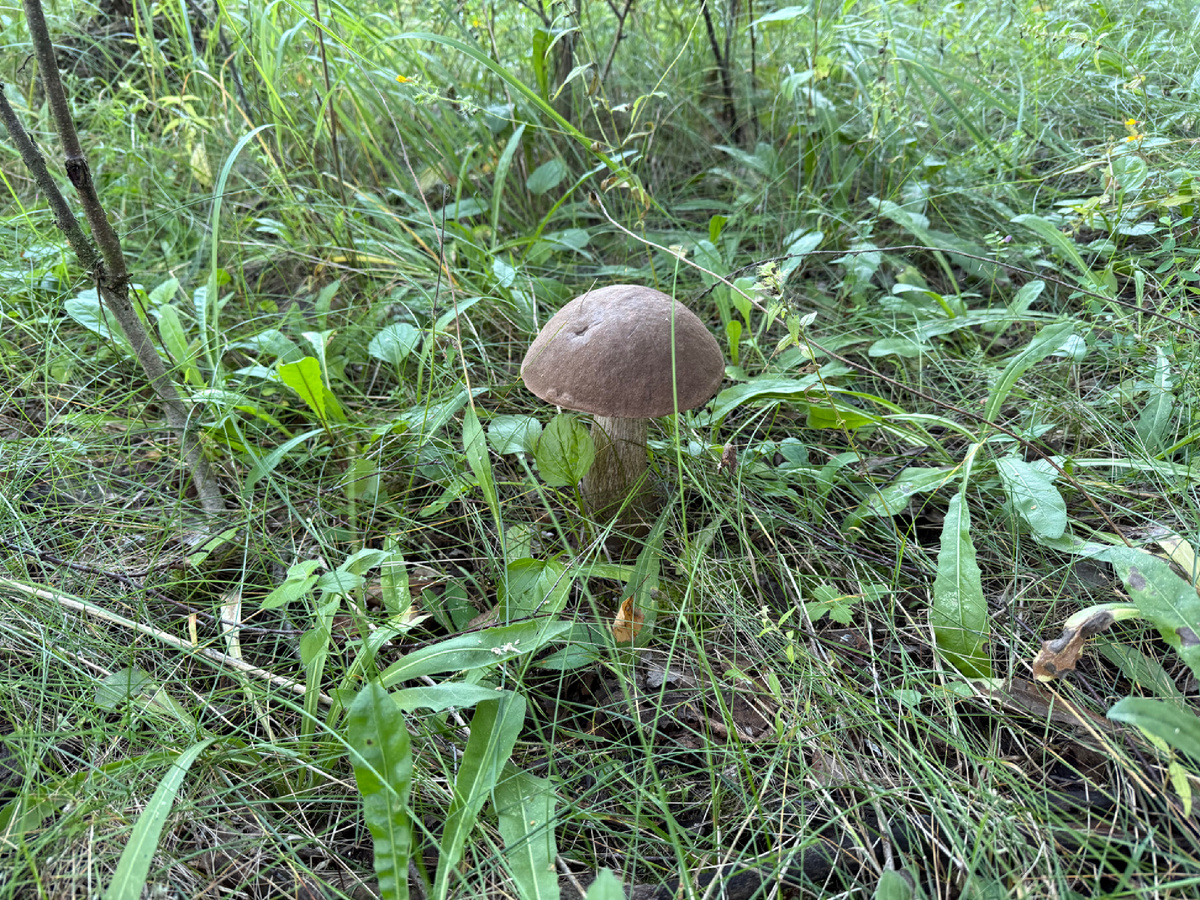 Подберезовик очень большой, но крепкий и не червивый 👍