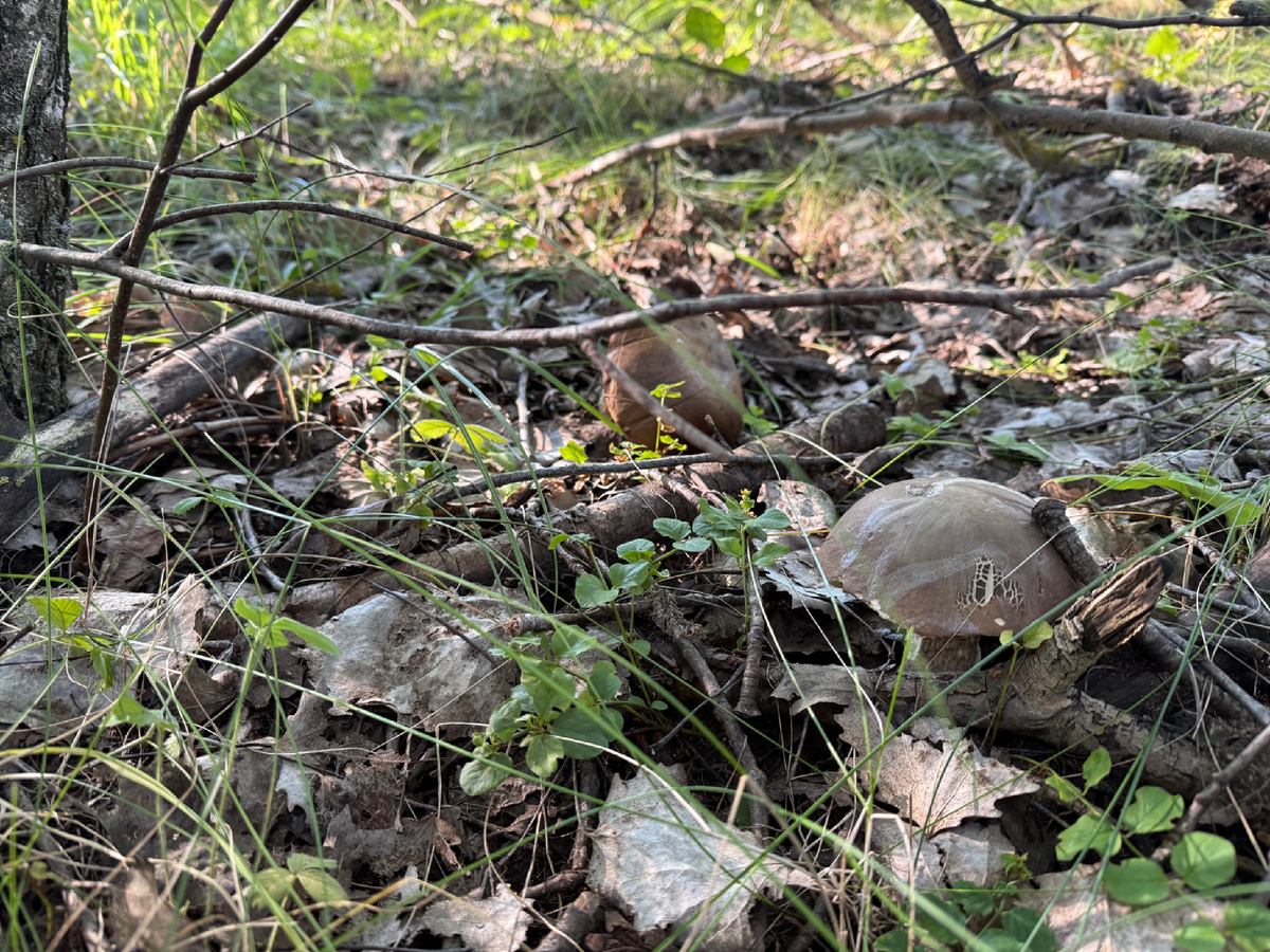 На фото 4 подберезовика, попробуйте найти 😉